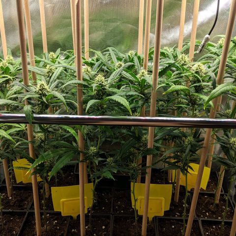 Amnesia Hy-Pro growlog timeline photo