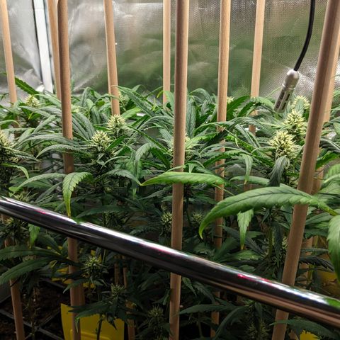 Amnesia Hy-Pro growlog timeline photo