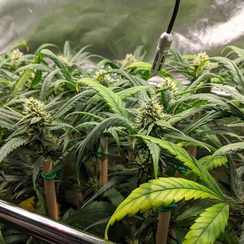 Amnesia Hy-Pro growlog timeline photo