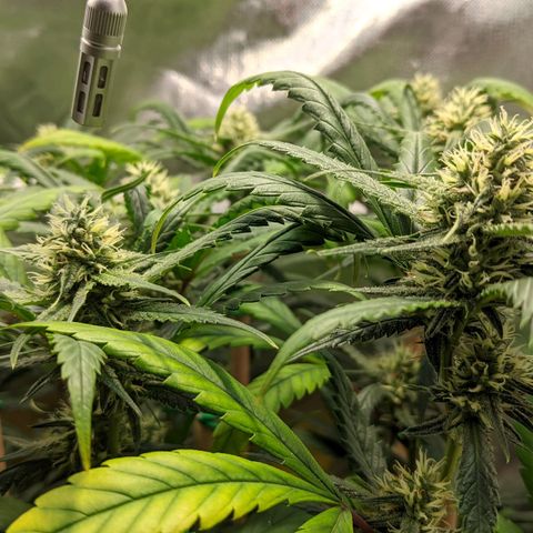 Amnesia Hy-Pro growlog timeline photo