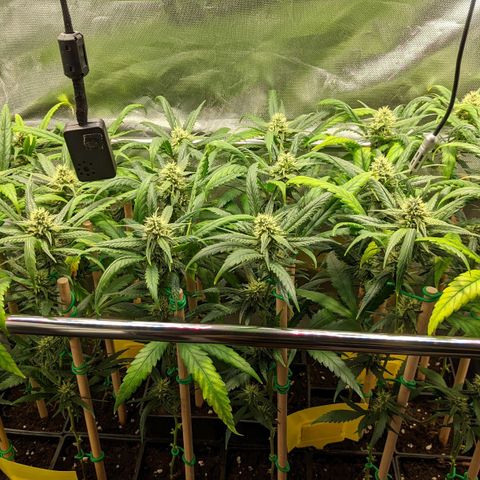 Amnesia Hy-Pro growlog timeline photo
