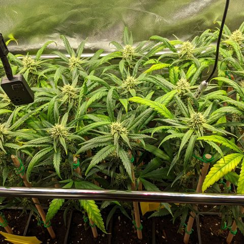 Amnesia Hy-Pro growlog timeline photo
