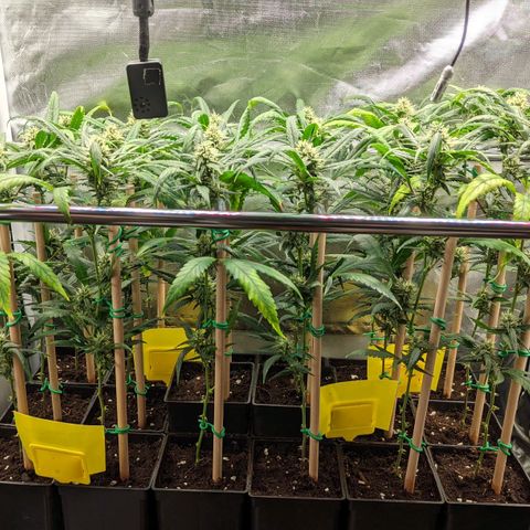 Amnesia Hy-Pro growlog timeline photo
