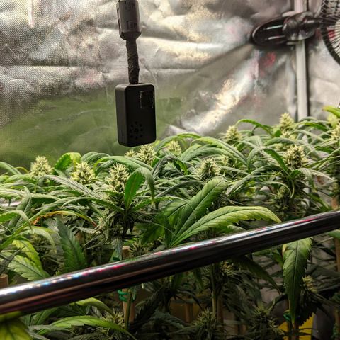 Amnesia Hy-Pro growlog timeline photo