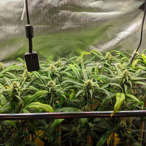 Amnesia Hy-Pro growlog timeline photo