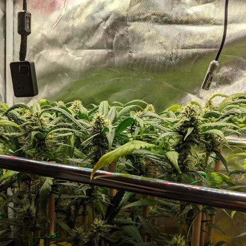Amnesia Hy-Pro growlog timeline photo
