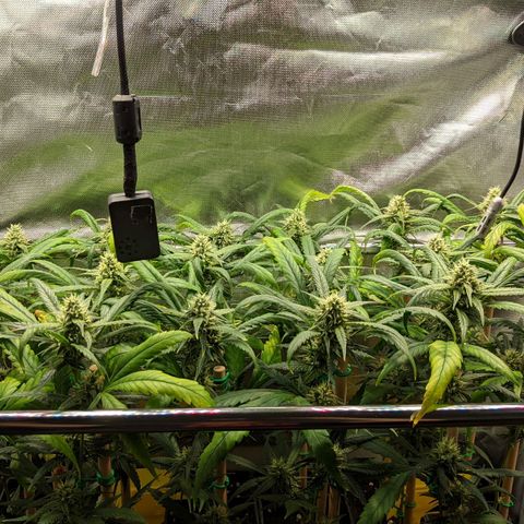 Amnesia Hy-Pro growlog timeline photo