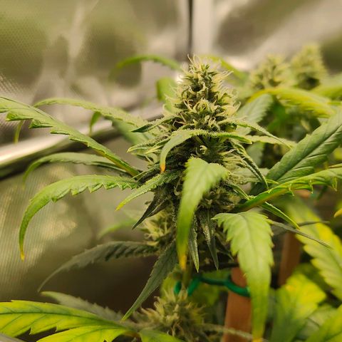 Amnesia Hy-Pro growlog timeline photo