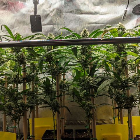 Amnesia Hy-Pro growlog timeline photo