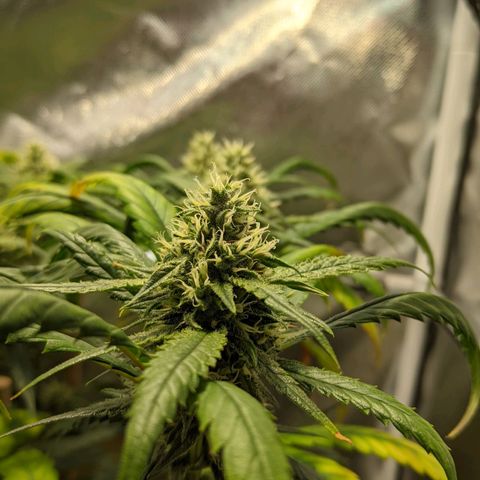 Amnesia Hy-Pro growlog timeline photo