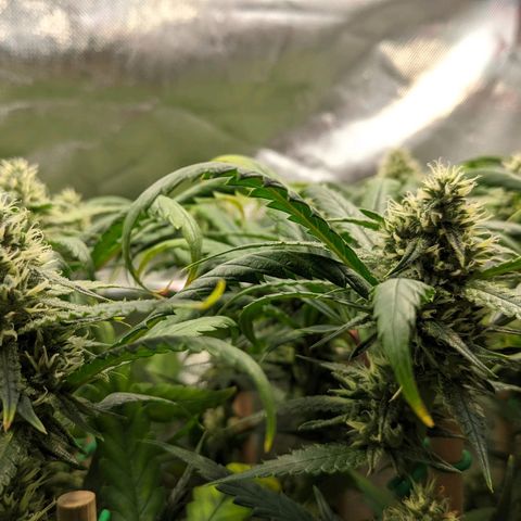 Amnesia Hy-Pro growlog timeline photo