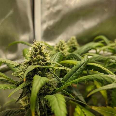 Amnesia Hy-Pro growlog timeline photo