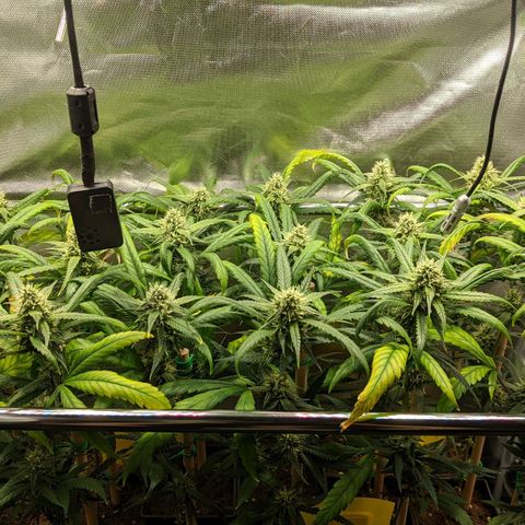 Amnesia Hy-Pro growlog timeline photo