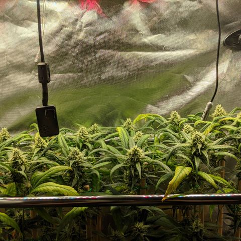 Amnesia Hy-Pro growlog timeline photo