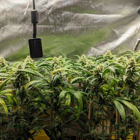 Amnesia Hy-Pro growlog timeline photo