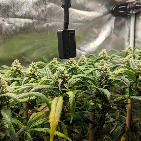 Amnesia Hy-Pro growlog timeline photo