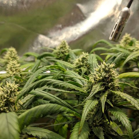 Amnesia Hy-Pro growlog timeline photo