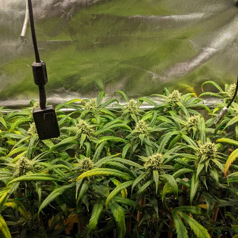 Amnesia Hy-Pro growlog timeline photo