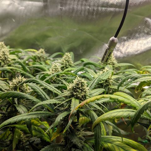 Amnesia Hy-Pro growlog timeline photo