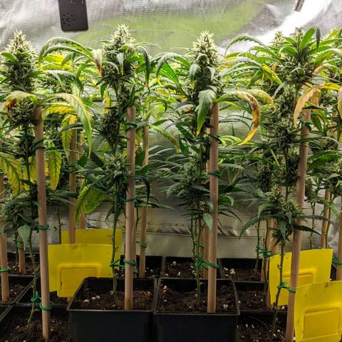 Amnesia Hy-Pro growlog timeline photo