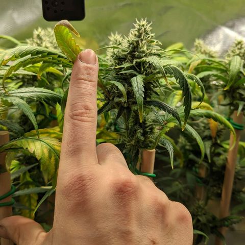Amnesia Hy-Pro growlog timeline photo