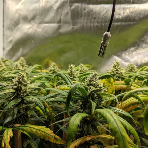 Amnesia Hy-Pro growlog timeline photo