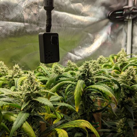 Amnesia Hy-Pro growlog timeline photo