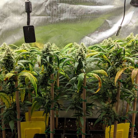 Amnesia Hy-Pro growlog timeline photo