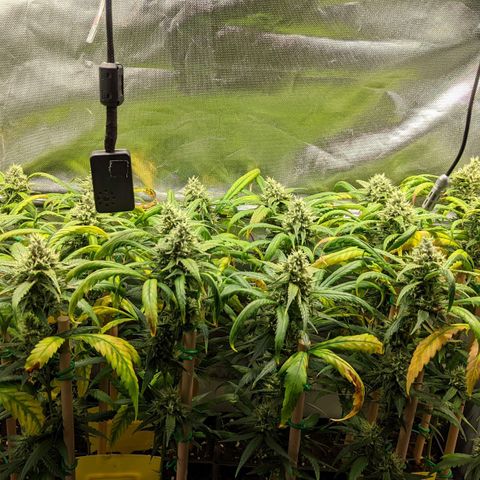 Amnesia Hy-Pro growlog timeline photo