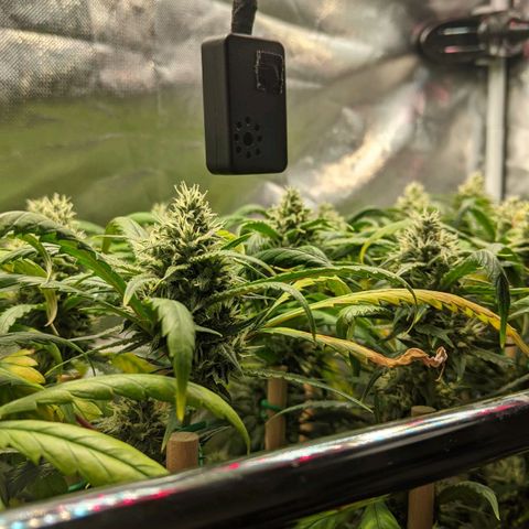Amnesia Hy-Pro growlog timeline photo