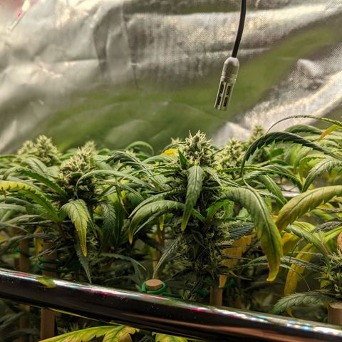 Amnesia Hy-Pro growlog timeline photo