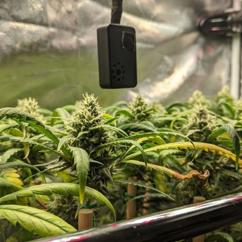 Amnesia Hy-Pro growlog timeline photo