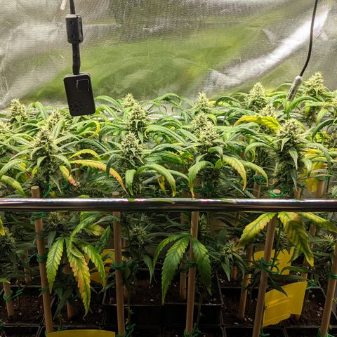 Amnesia Hy-Pro growlog timeline photo