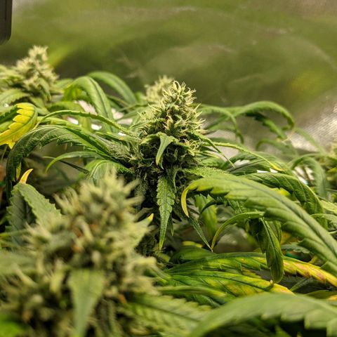 Amnesia Hy-Pro growlog timeline photo
