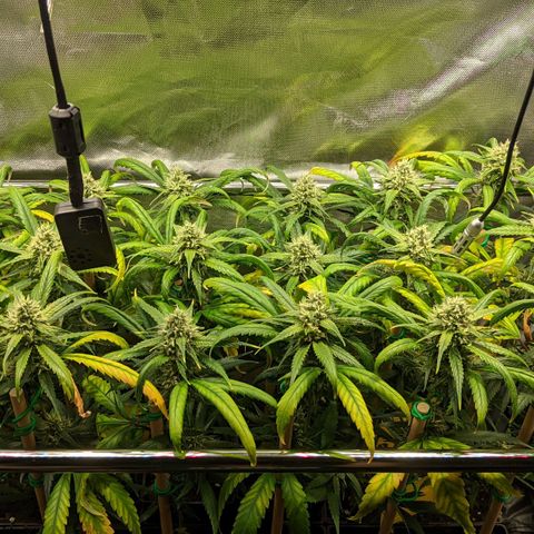 Amnesia Hy-Pro growlog timeline photo
