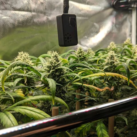 Amnesia Hy-Pro growlog timeline photo