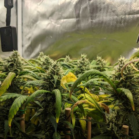 Amnesia Hy-Pro growlog timeline photo