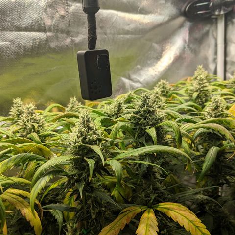 Amnesia Hy-Pro growlog timeline photo