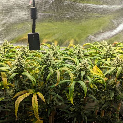Amnesia Hy-Pro growlog timeline photo
