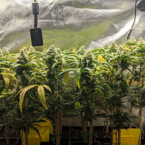 Amnesia Hy-Pro growlog timeline photo