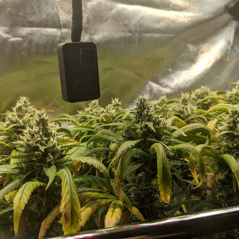 Amnesia Hy-Pro growlog timeline photo