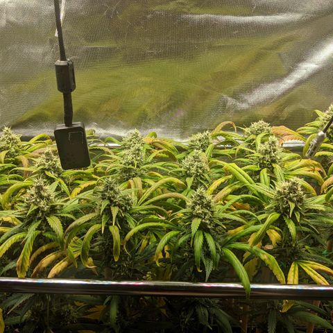 Amnesia Hy-Pro growlog timeline photo