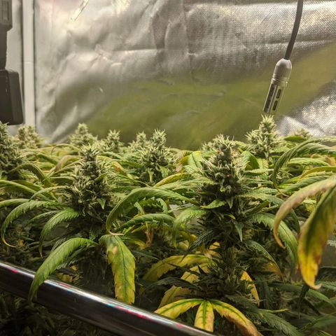 Amnesia Hy-Pro growlog timeline photo