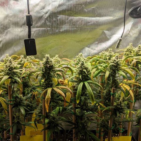 Amnesia Hy-Pro growlog timeline photo