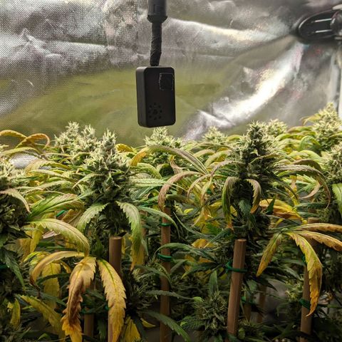 Amnesia Hy-Pro growlog timeline photo