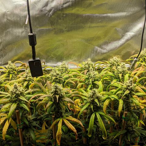 Amnesia Hy-Pro growlog timeline photo