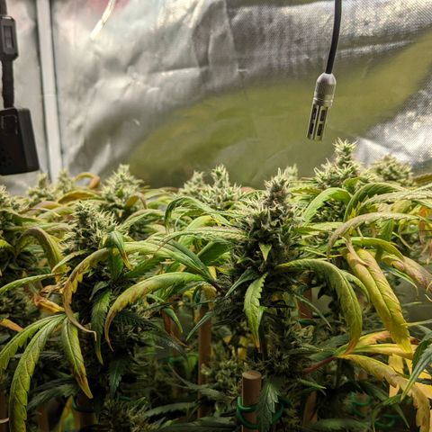 Amnesia Hy-Pro growlog timeline photo