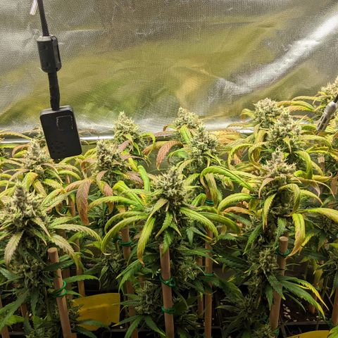 Amnesia Hy-Pro growlog timeline photo