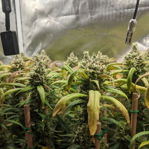 Amnesia Hy-Pro growlog timeline photo