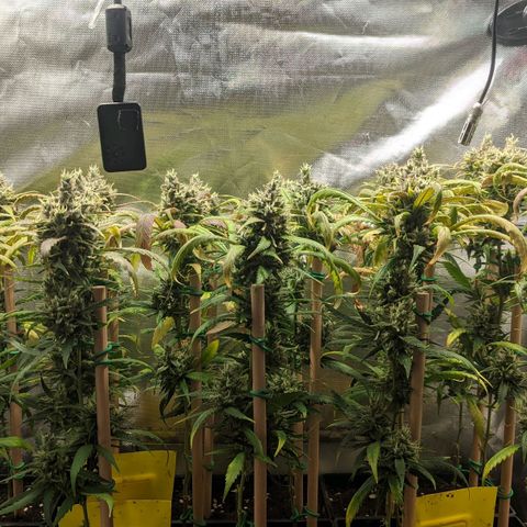 Amnesia Hy-Pro growlog timeline photo